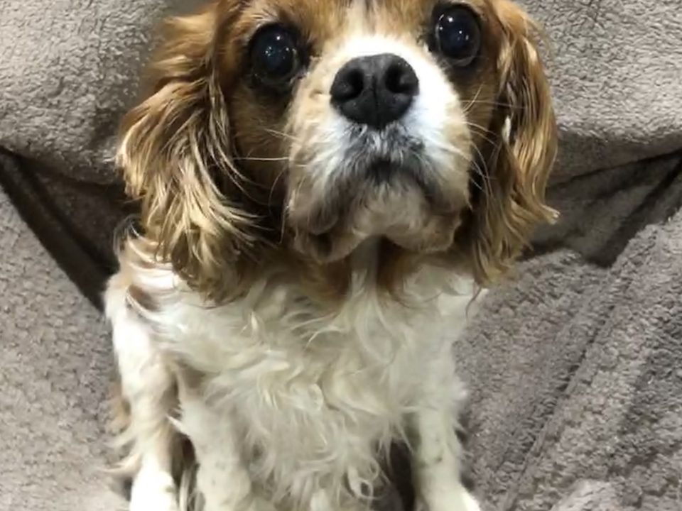 Nico age 11 years Blenheim Cavalier King Charles Spaniel