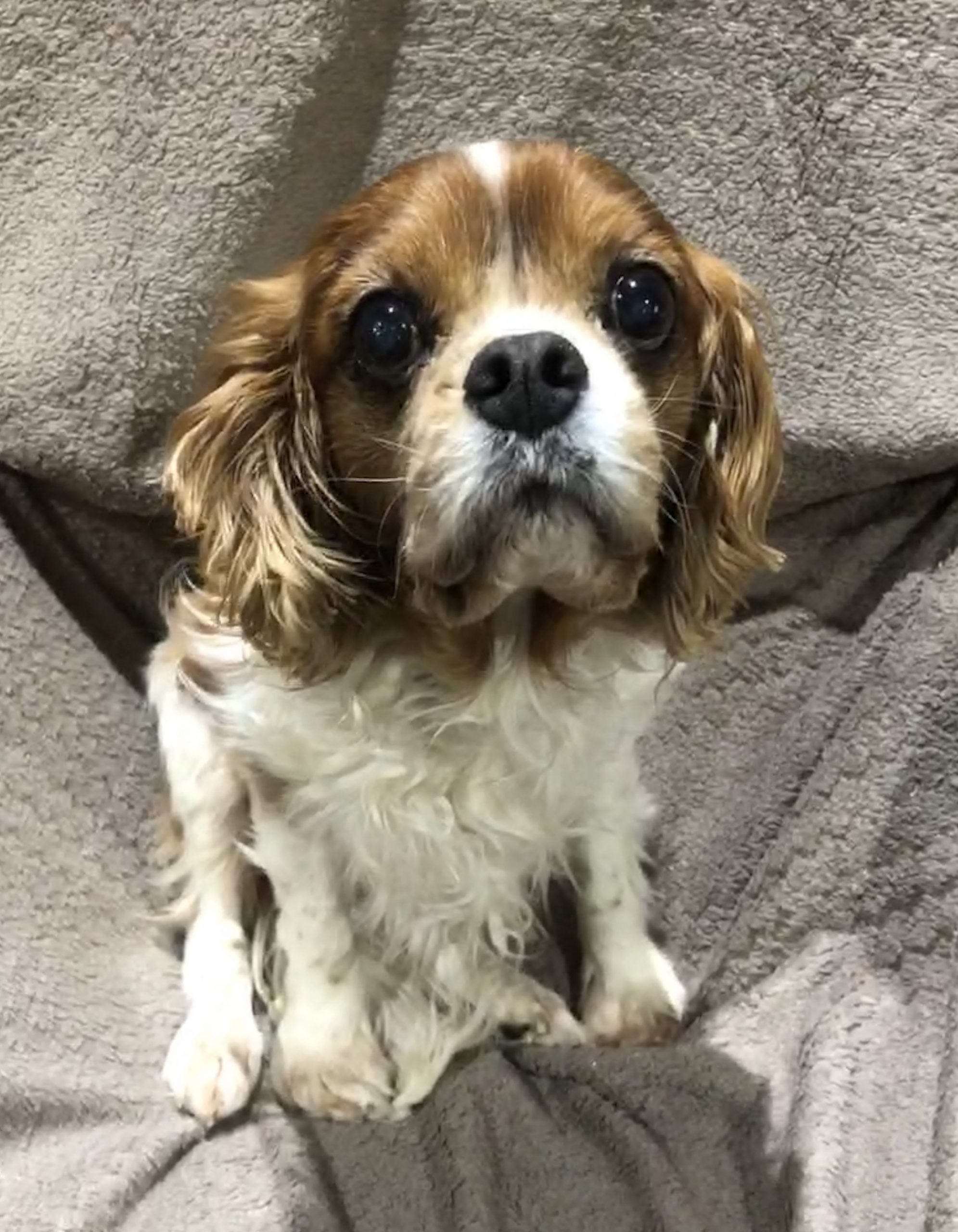 Nico age 11 years Blenheim Cavalier King Charles Spaniel
