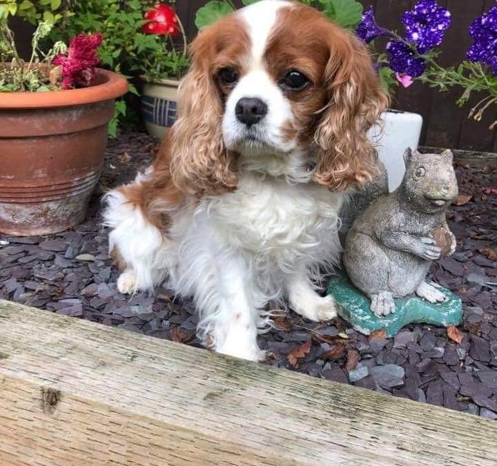 Maggie May 12 year old Cavalier King Charles Spaniel