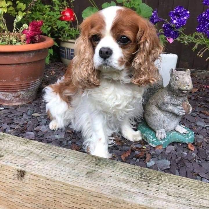 Maggie May 12 year old Cavalier King Charles Spaniel