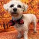 Amy Bichon Frise available for adoption