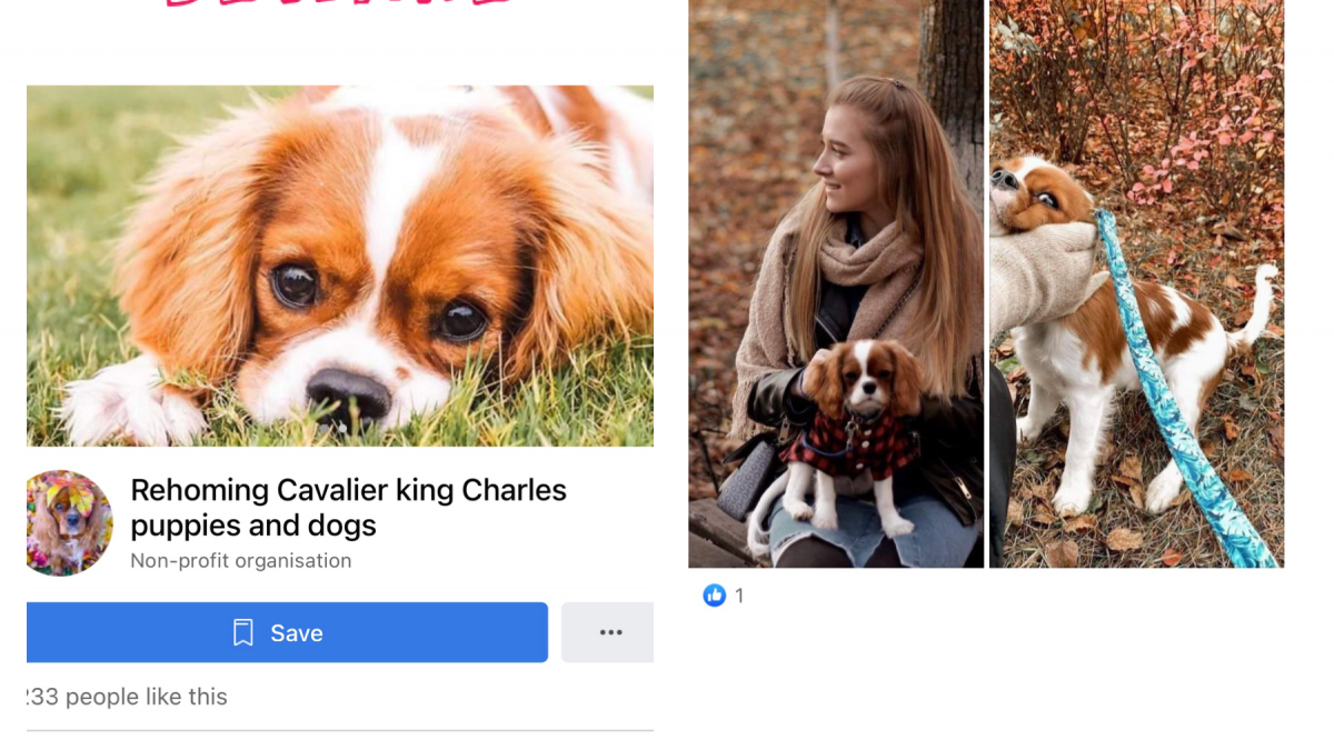 Scammers offering dogs for adoption and posing as rescue charities - Bliss  Cavalier Rescue