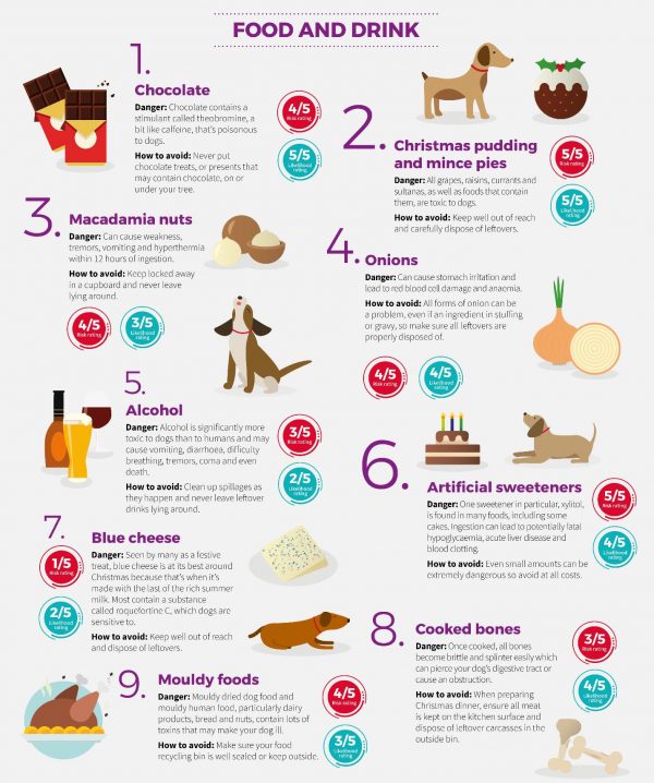 Keep your Cavalier safe this Christmas Which foods are toxic to dogs
