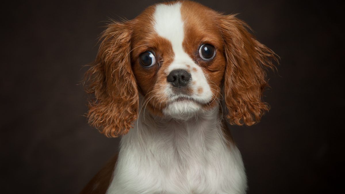 Blenheim Cavalier Puppy Milo