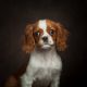 Blenheim Cavalier Puppy Milo