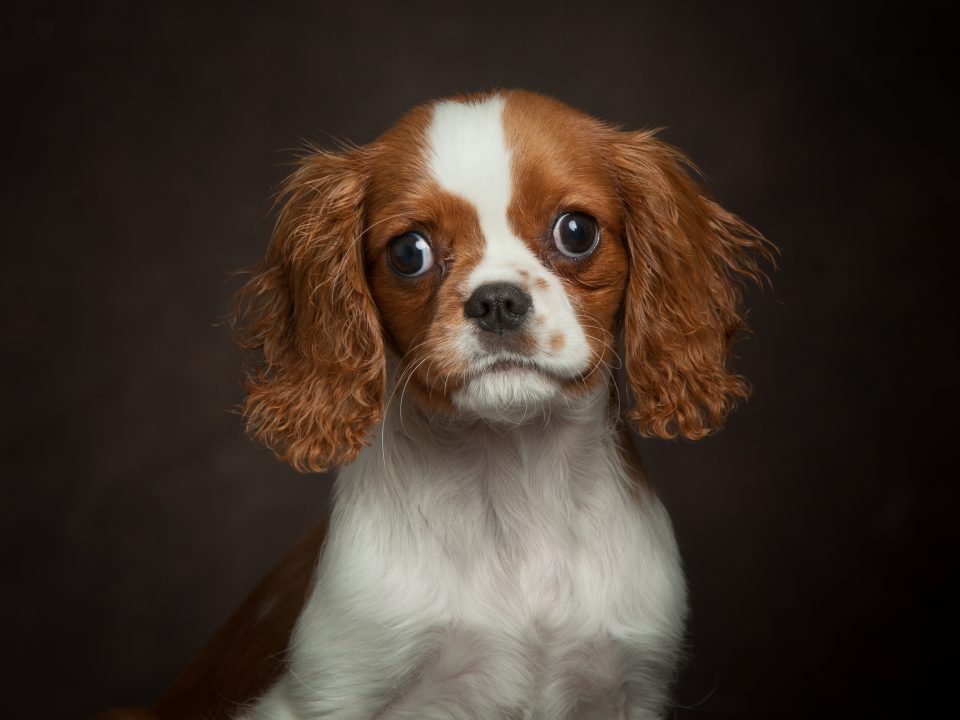 Blenheim Cavalier Puppy Milo