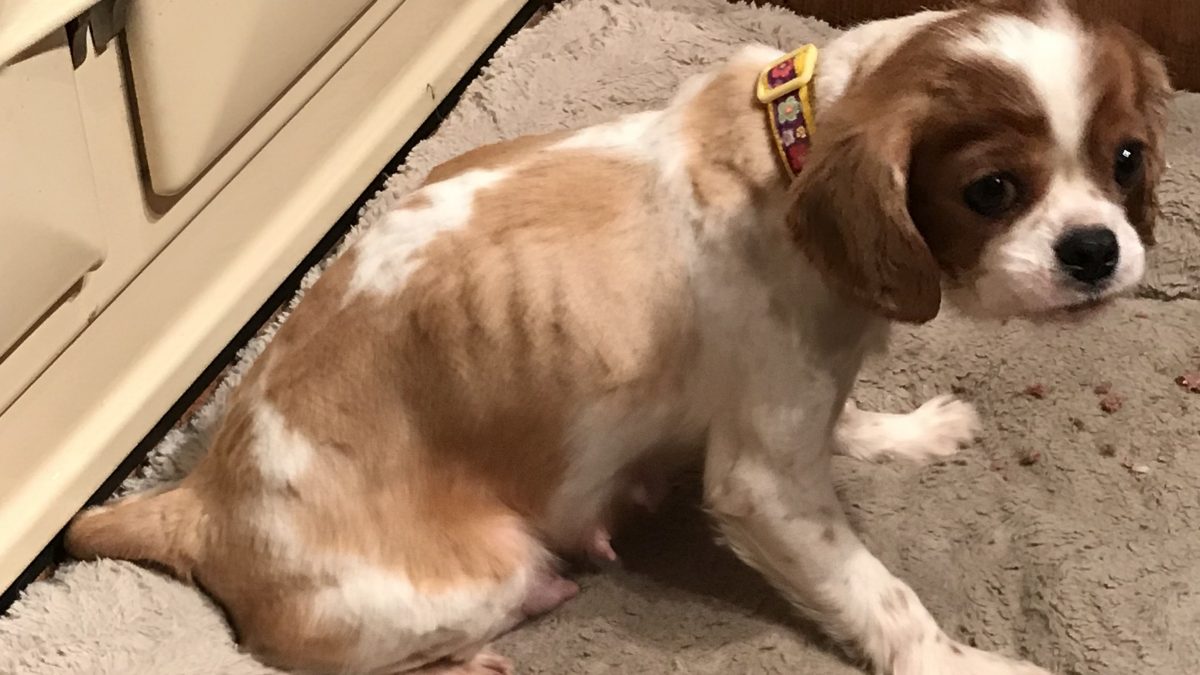 Blenheim puppy farm Cavalier Emaciated