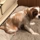 Blenheim puppy farm Cavalier Emaciated