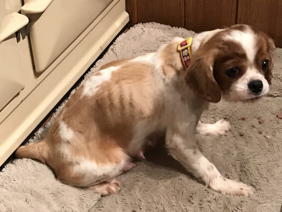 Blenheim puppy farm Cavalier Emaciated