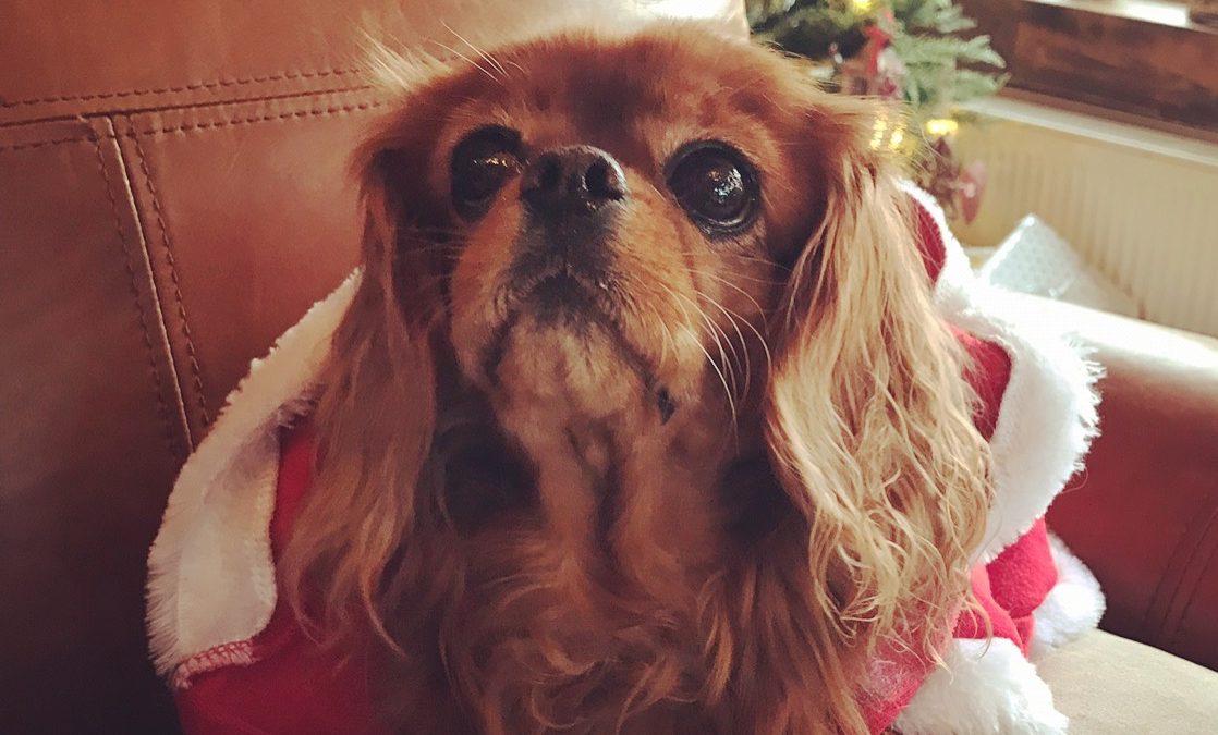 Cavalier King Charles wearing Christmas santa outfit