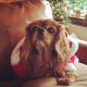 Cavalier King Charles wearing Christmas santa outfit