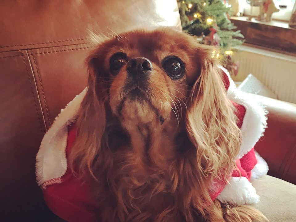 Cavalier King Charles wearing Christmas santa outfit