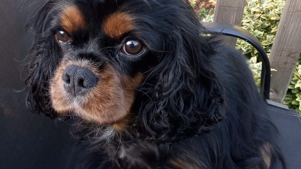 Black and tan Cavalier Grace