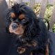 Black and tan Cavalier Grace