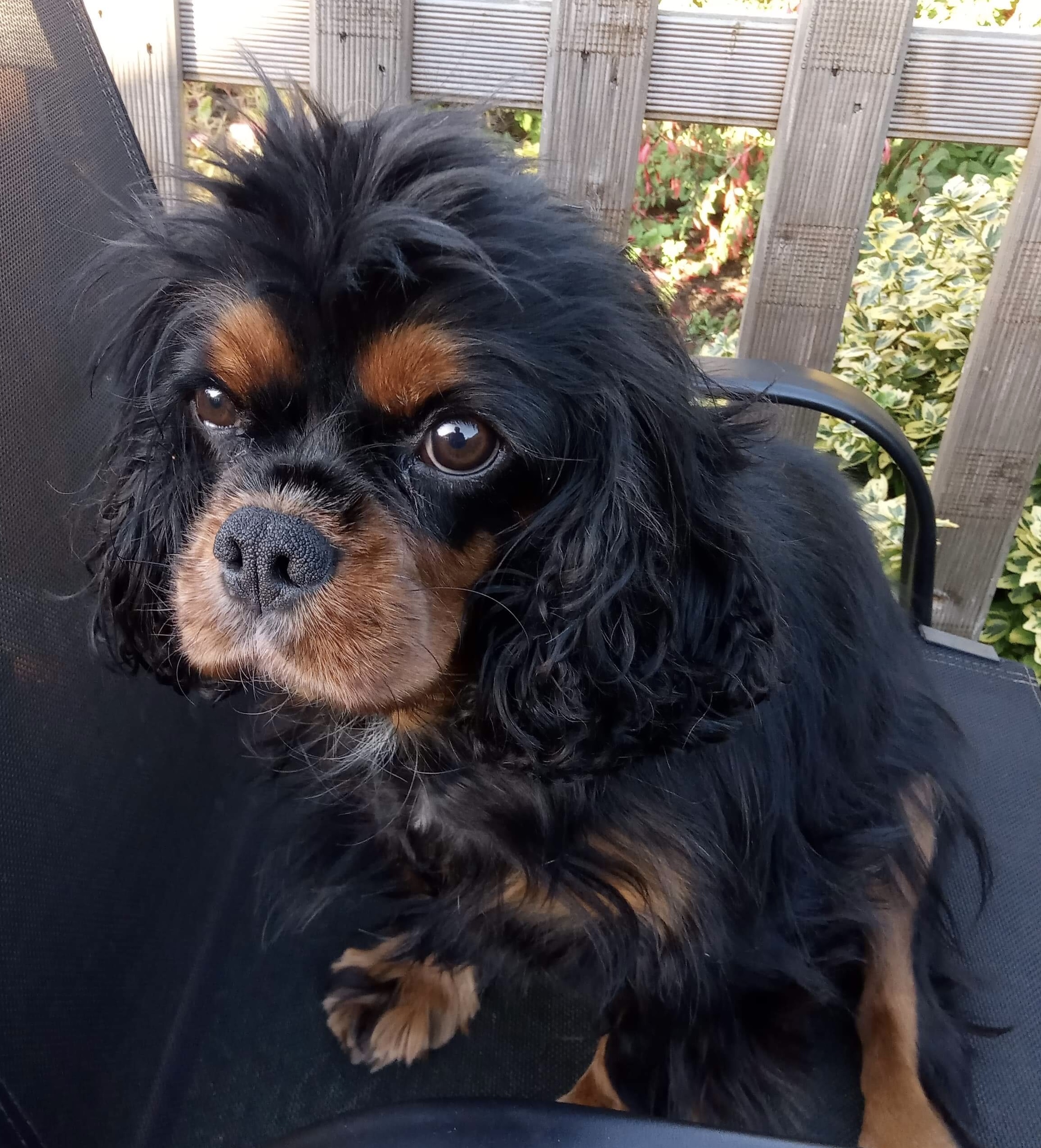 Black and tan Cavalier Grace