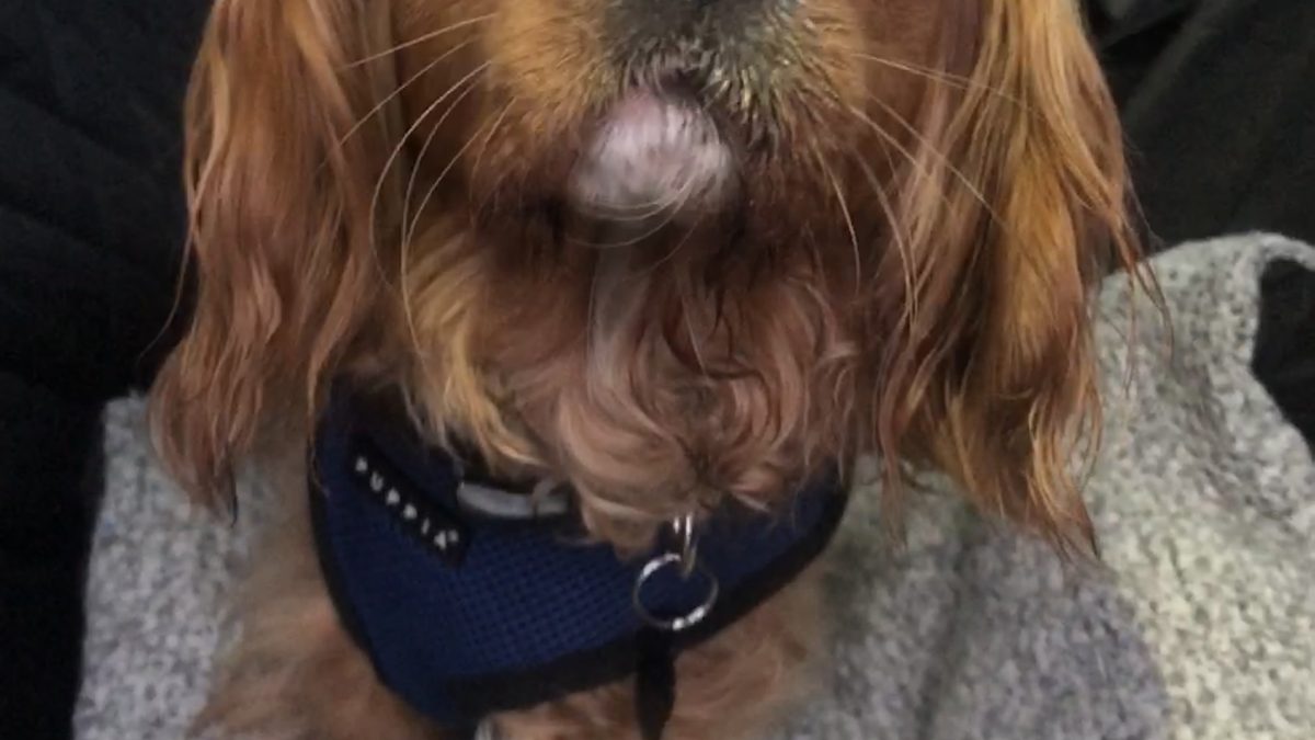 Cody a 3 year old Cavalier with severe hip dysplasia
