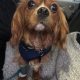 Cody a 3 year old Cavalier with severe hip dysplasia