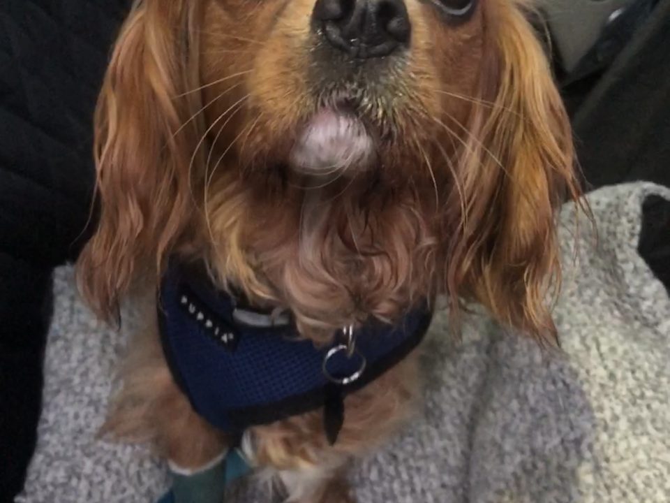 Cody a 3 year old Cavalier with severe hip dysplasia