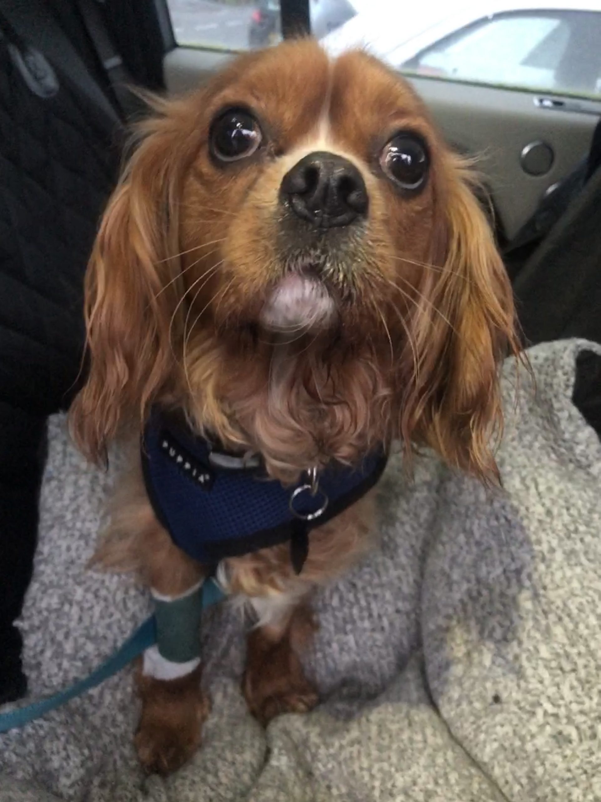 Cody a 3 year old Cavalier with severe hip dysplasia