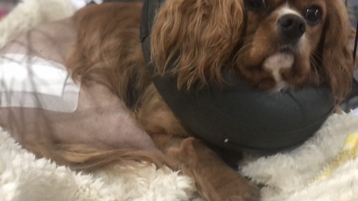 Cody Cavalier King Charles after hip replacement surgery