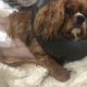Cody Cavalier King Charles after hip replacement surgery