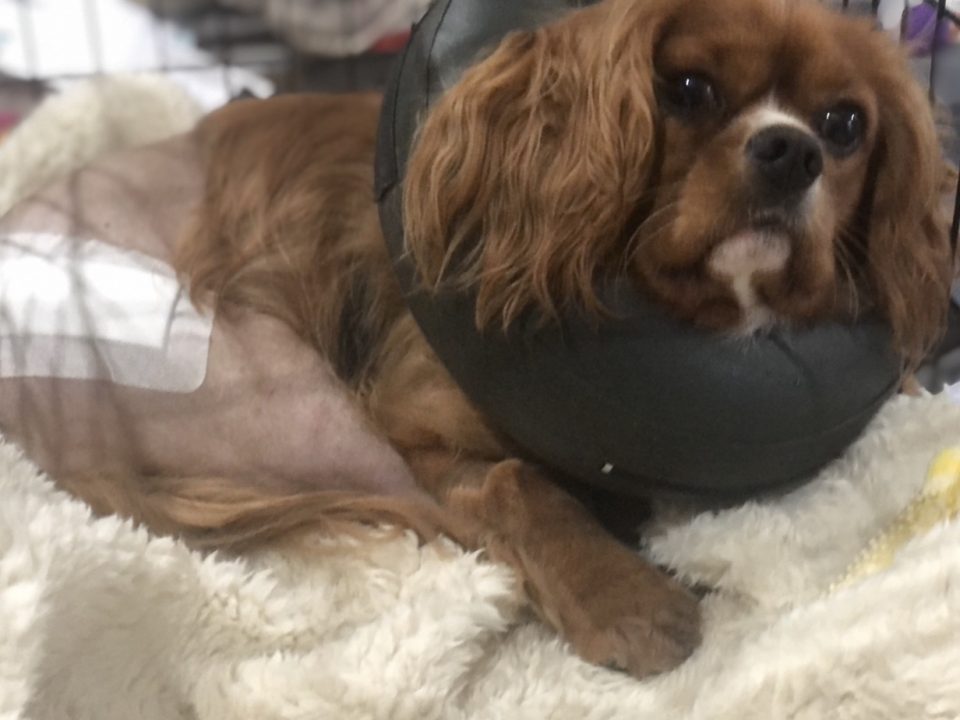 Cody Cavalier King Charles after hip replacement surgery