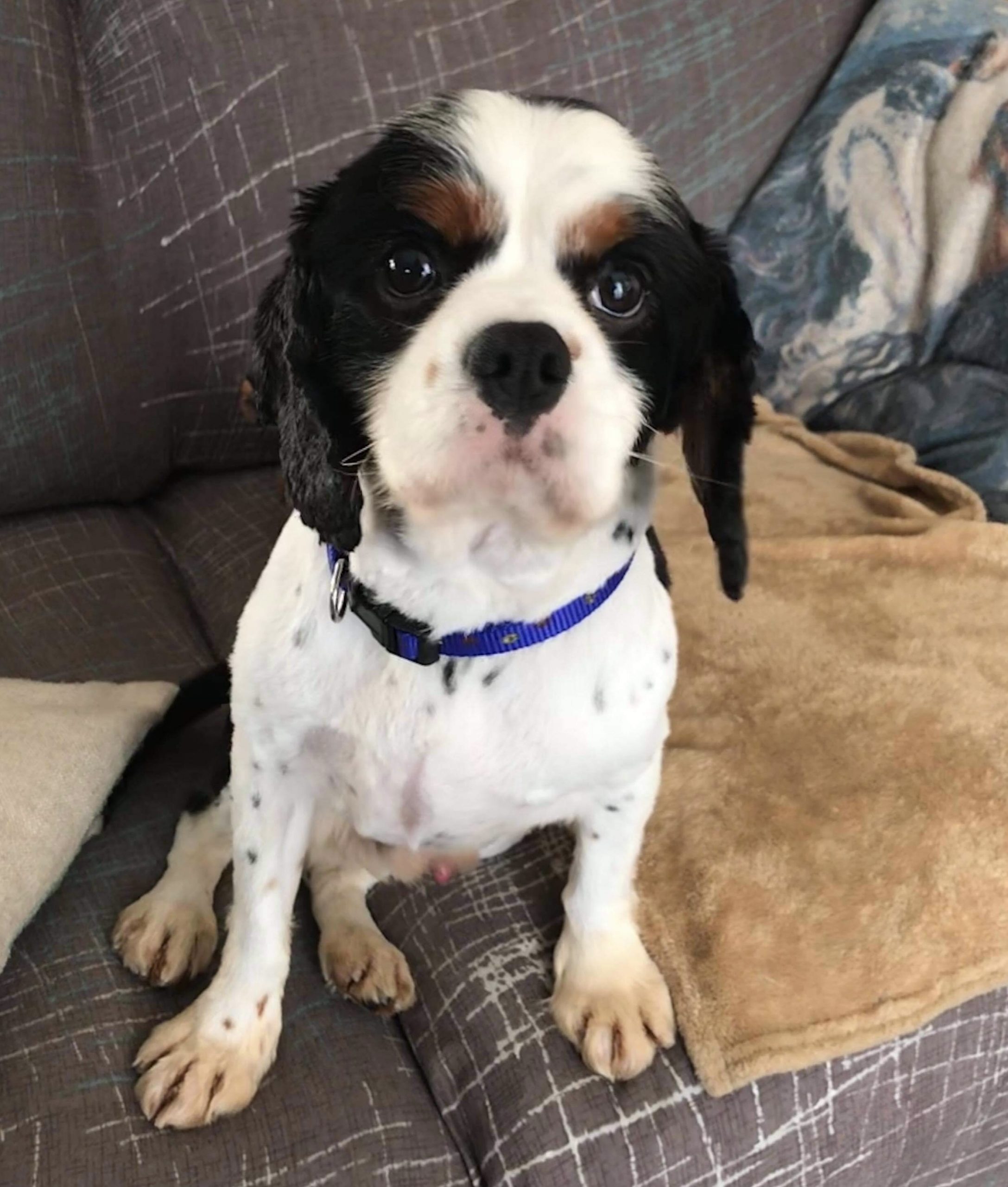 Bailey Tricolour Cavalier King Charles Spaniel