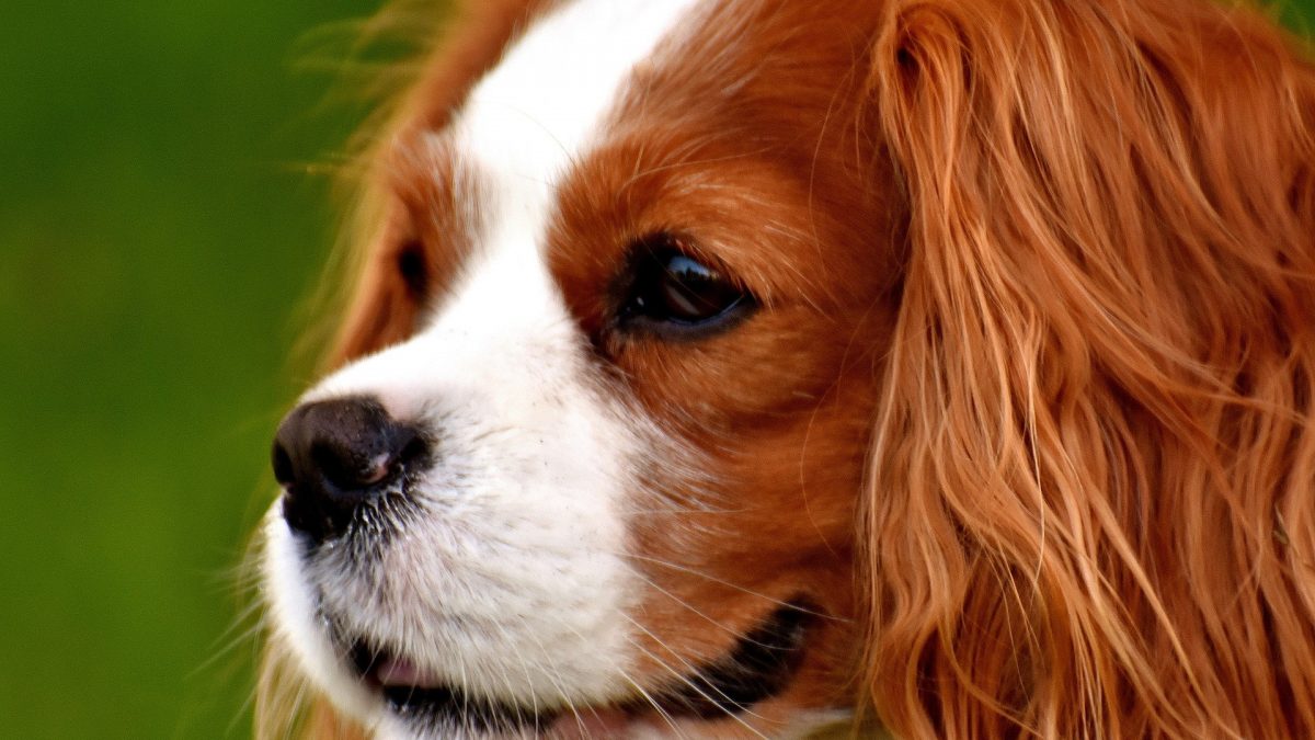 Blenheim Cavalier King Charles Spaniel