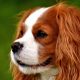 Blenheim Cavalier King Charles Spaniel