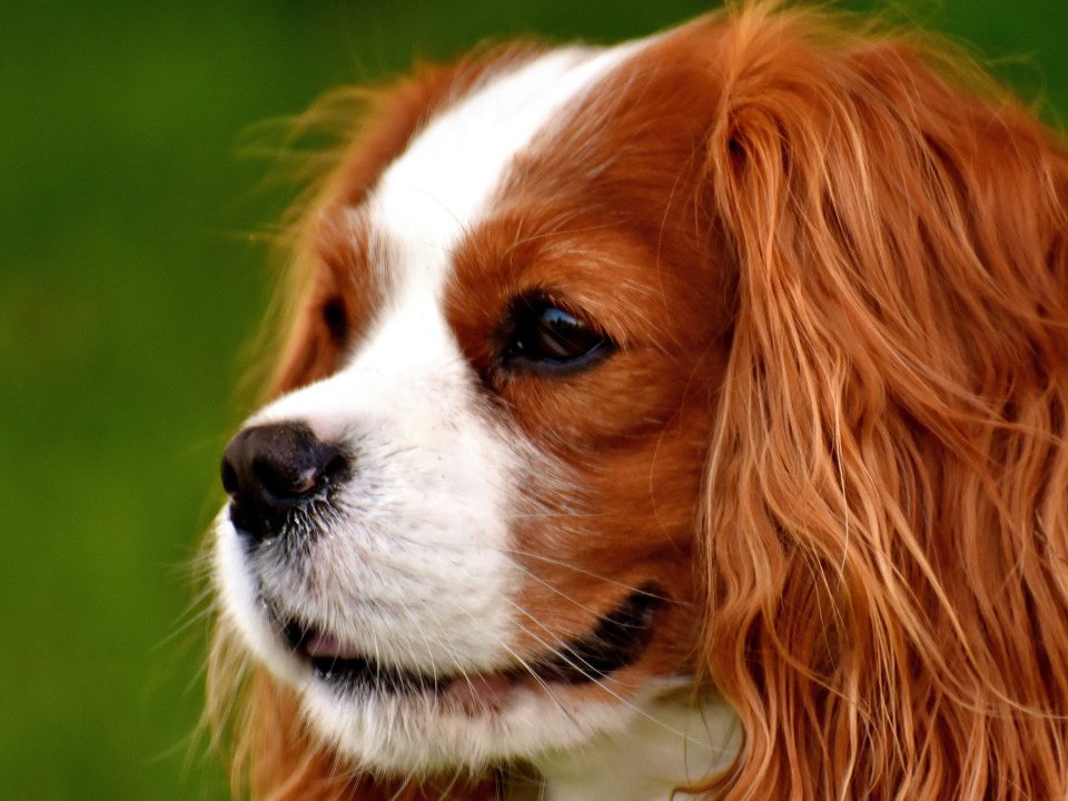 Blenheim Cavalier King Charles Spaniel