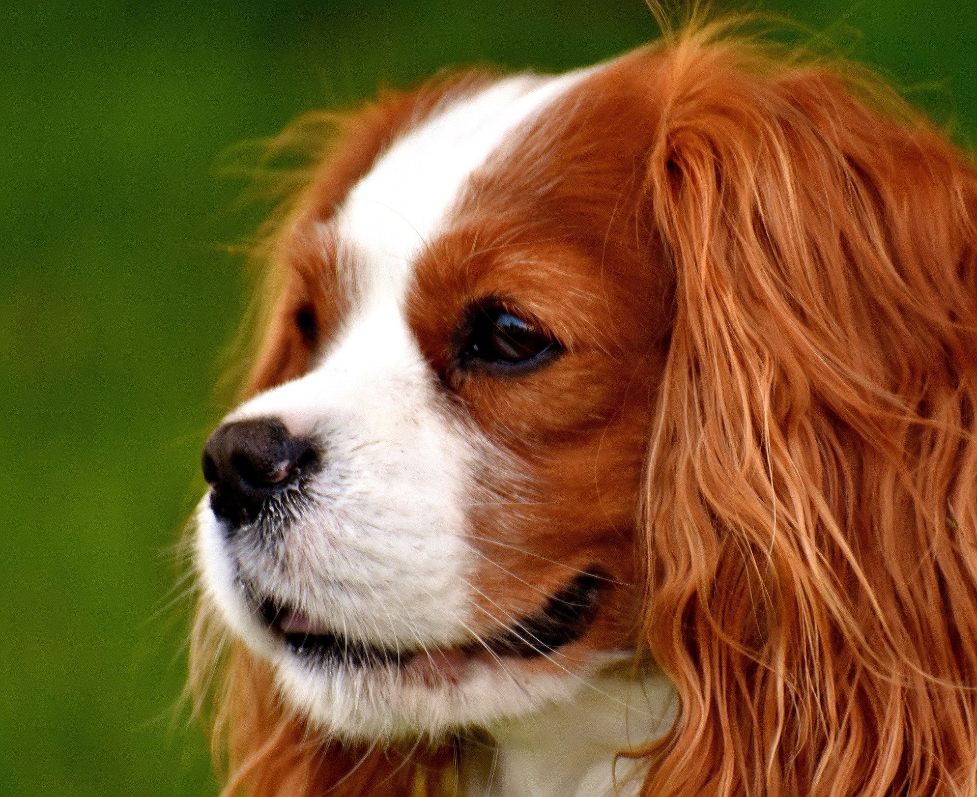 Blenheim Cavalier King Charles Spaniel