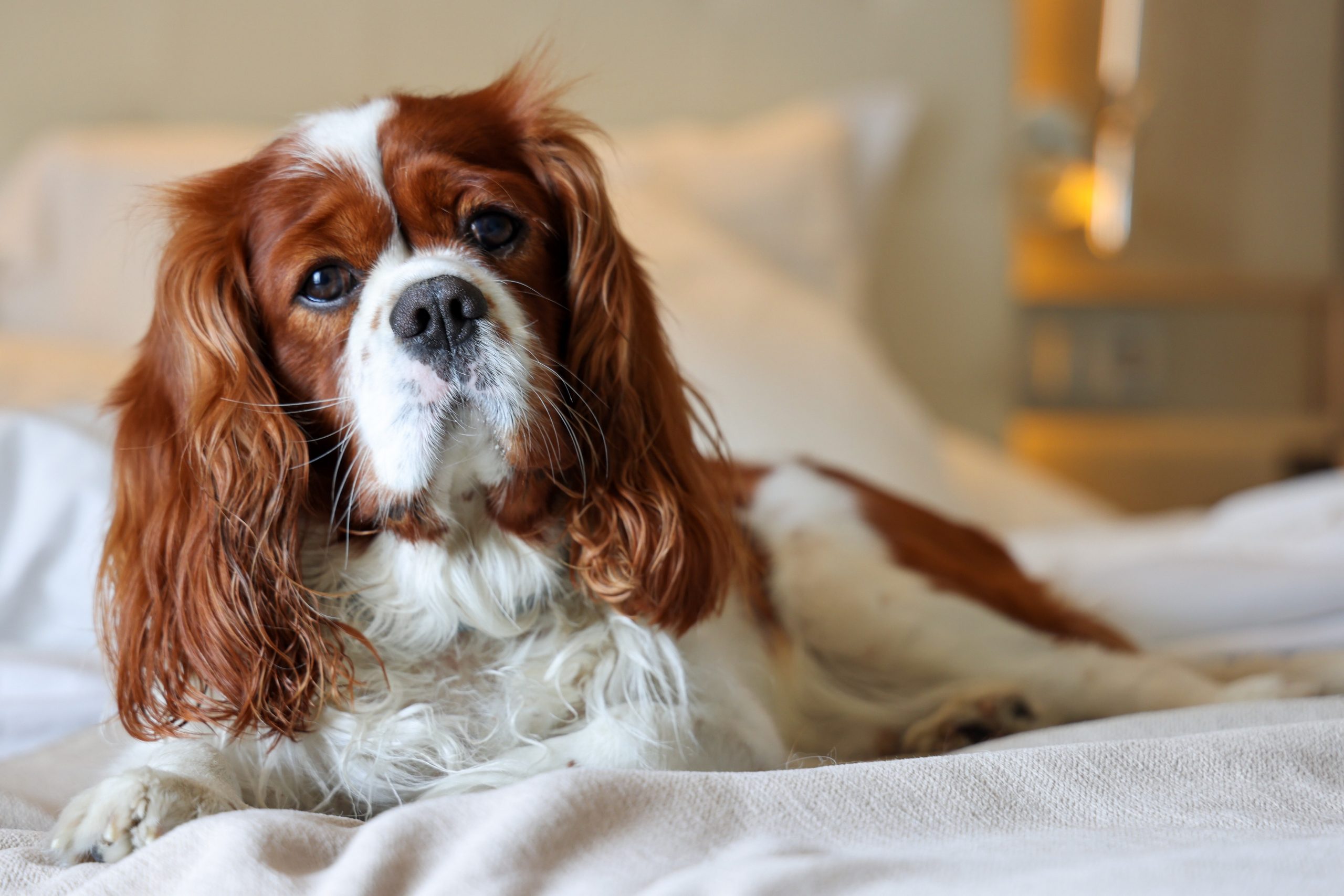Covid 19 update Cavalier Blenheim