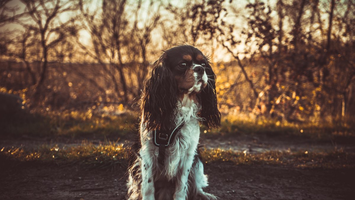 Tricolour Cavalier King Charles in Autumn or Winter scene