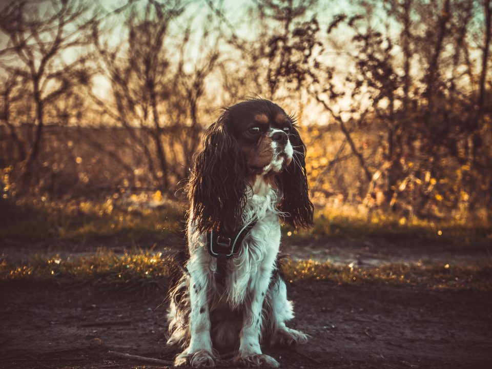 Tricolour Cavalier King Charles in Autumn or Winter scene