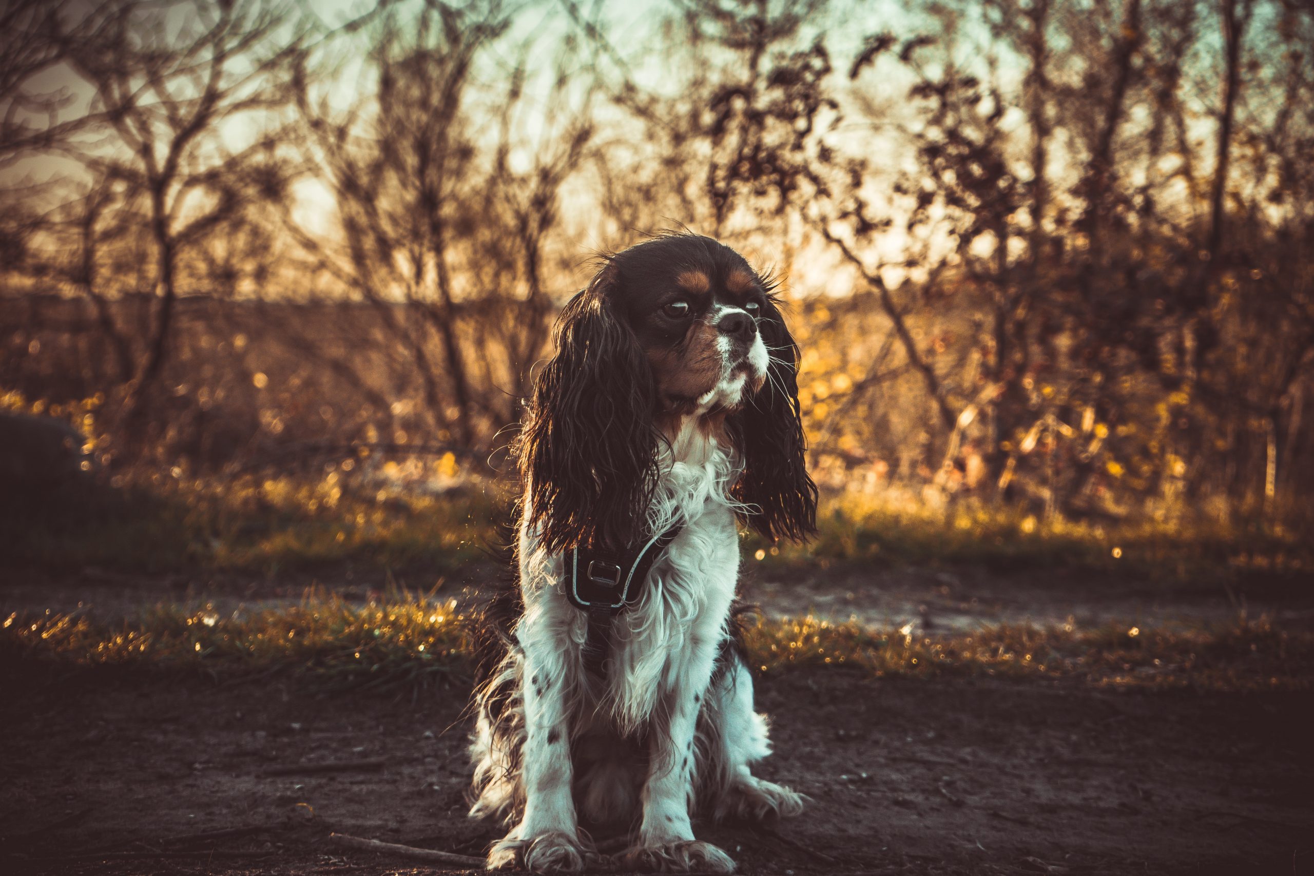 Tricolour Cavalier King Charles in Autumn or Winter scene