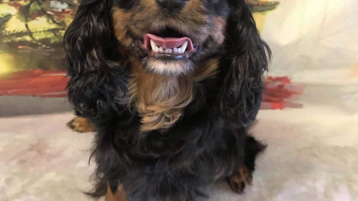 Betty Boo Cavalier King Charles sitting