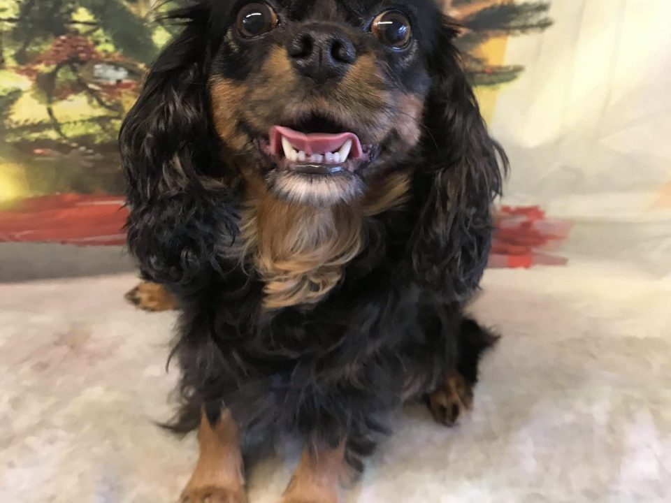 Betty Boo Cavalier King Charles sitting