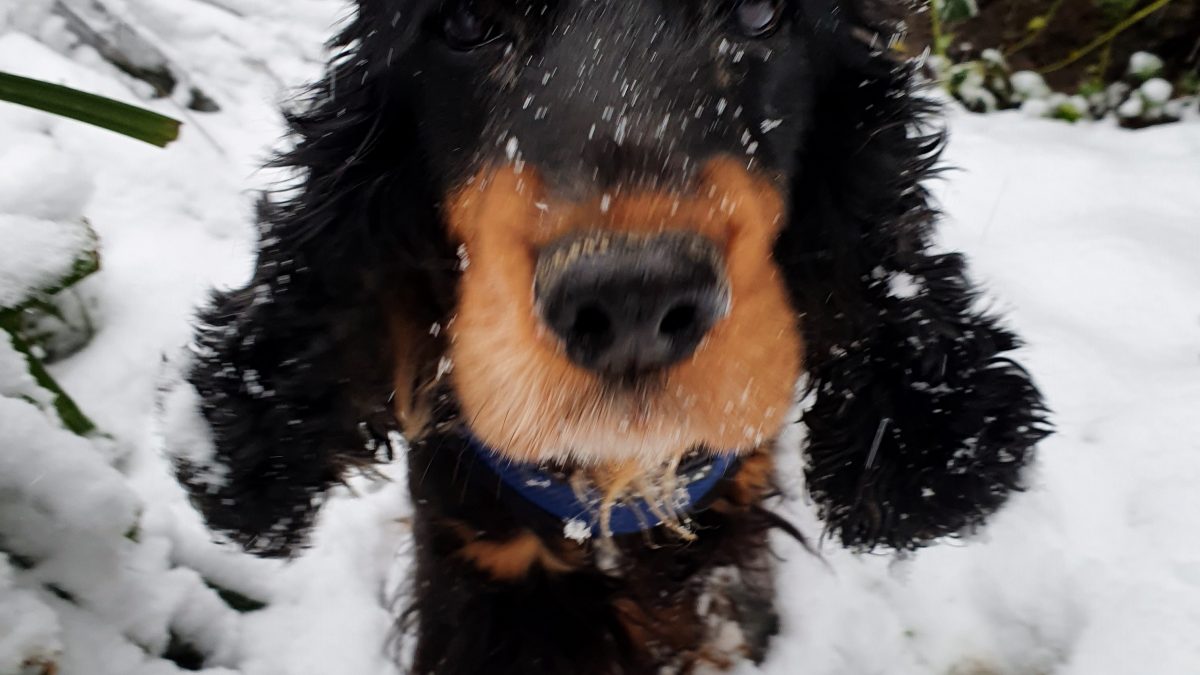 Eira the snow Spaniel