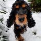 Eira the snow Spaniel