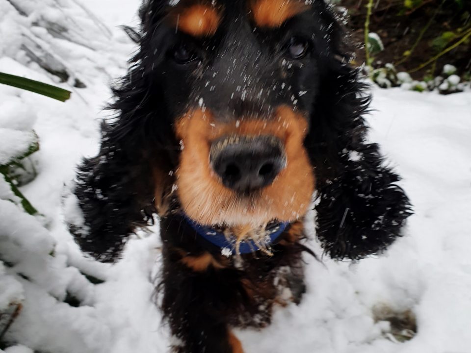 Eira the snow Spaniel