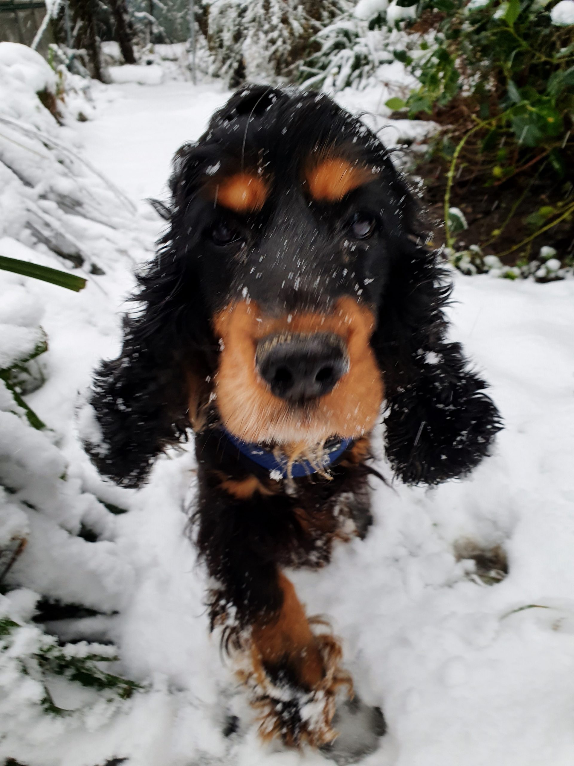 Eira the snow Spaniel