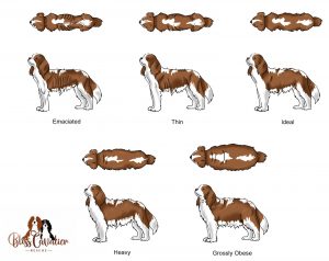 Cavalier King Charles Weight Chart