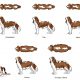 Cavalier King Charles Weight Chart