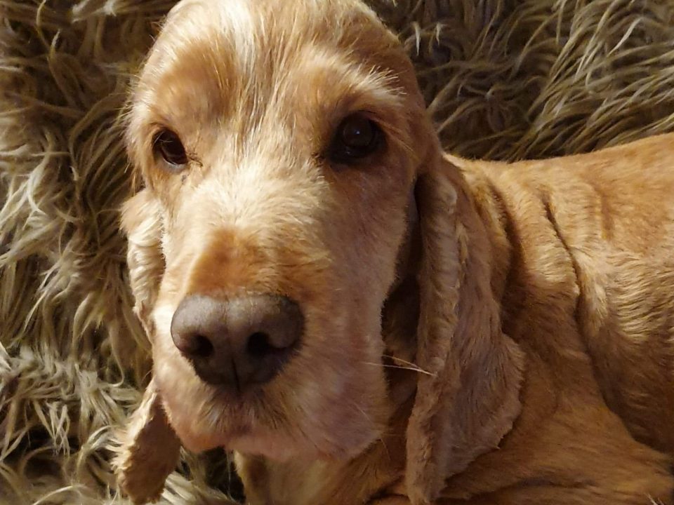 Rupert Golden Cocker Spaniel