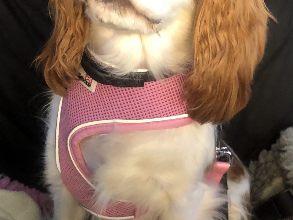 Phoebe Blenheim Cavalier age 3