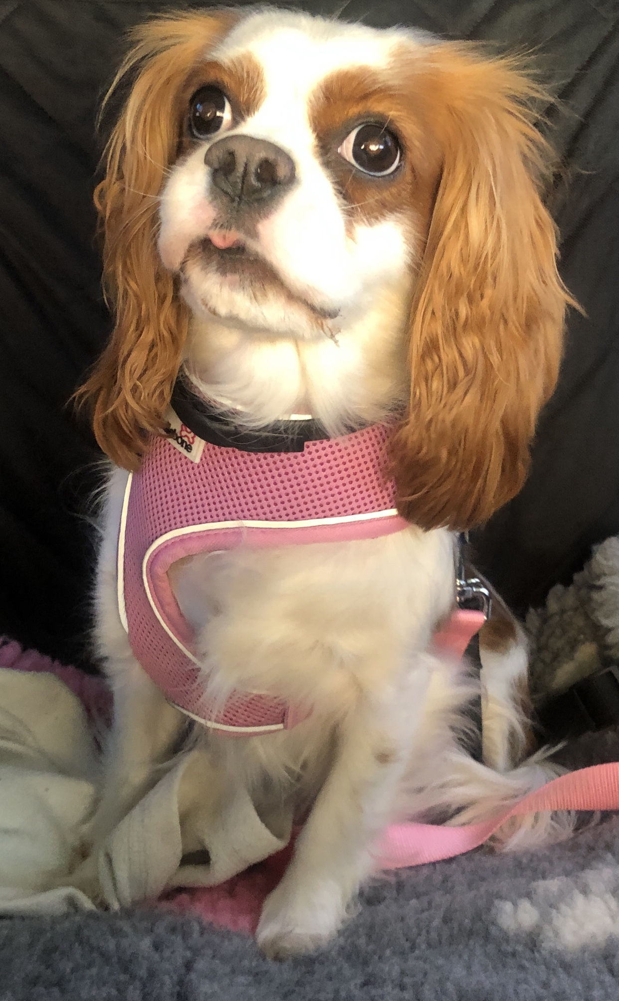 Phoebe Blenheim Cavalier age 3