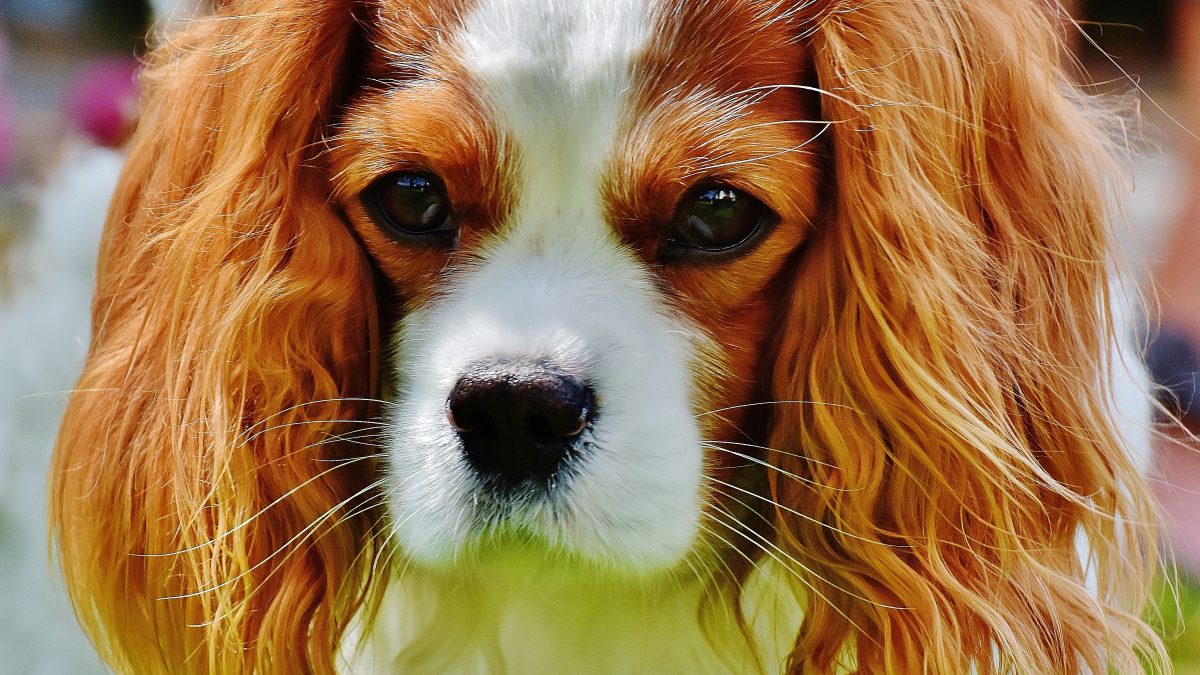 Blenheim Cavalier King Charles