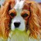 Blenheim Cavalier King Charles