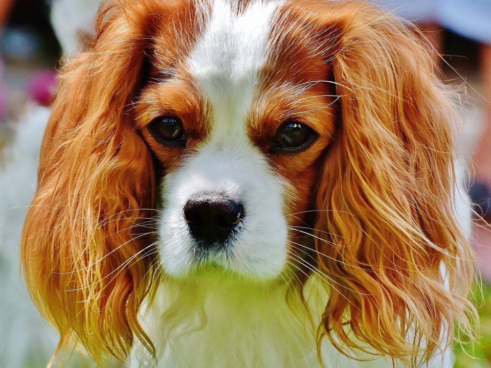 Blenheim Cavalier King Charles