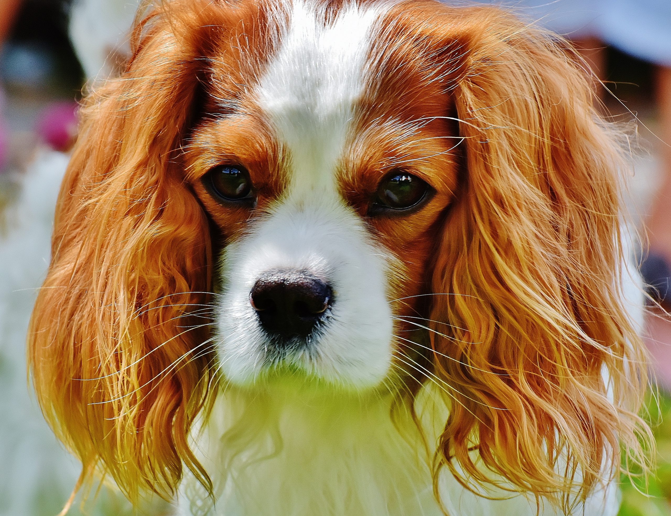 Blenheim Cavalier King Charles
